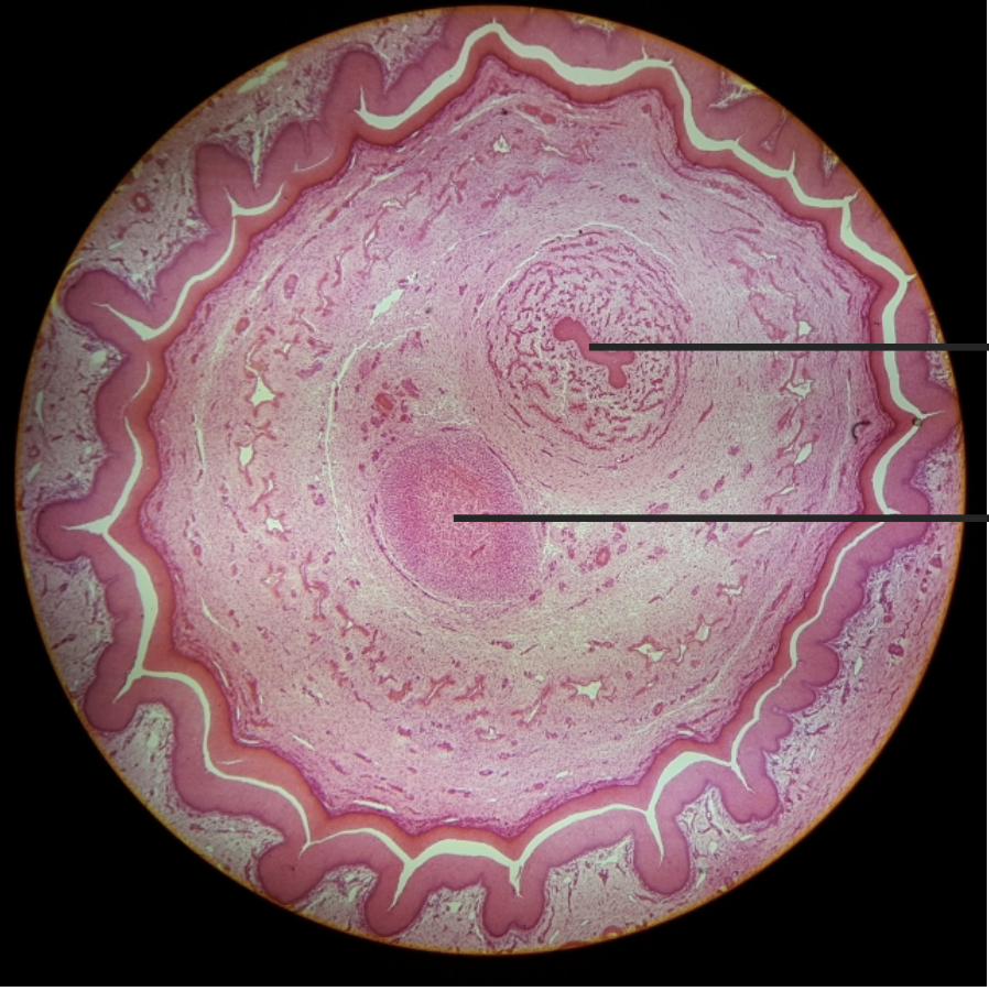 <p>what is this?</p>