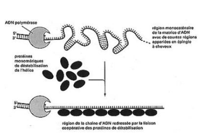 <p>il maintient l’ADN linéaire pour permettre le réappariements du brin ancien pour éviter les appariements intramoléculaire/intra-caténaires</p><p>+ elle favorise l’avancée de la l’ADN polymérase&nbsp;</p><p>c’est une réelle aide !&nbsp;</p><p><span style="color: rgb(255, 0, 0);">→évite que les deux brins se réapparient, et mal en plus de ça</span></p><p>mémo : sting qui fait une ligne bien droite de la ré des fesses</p>