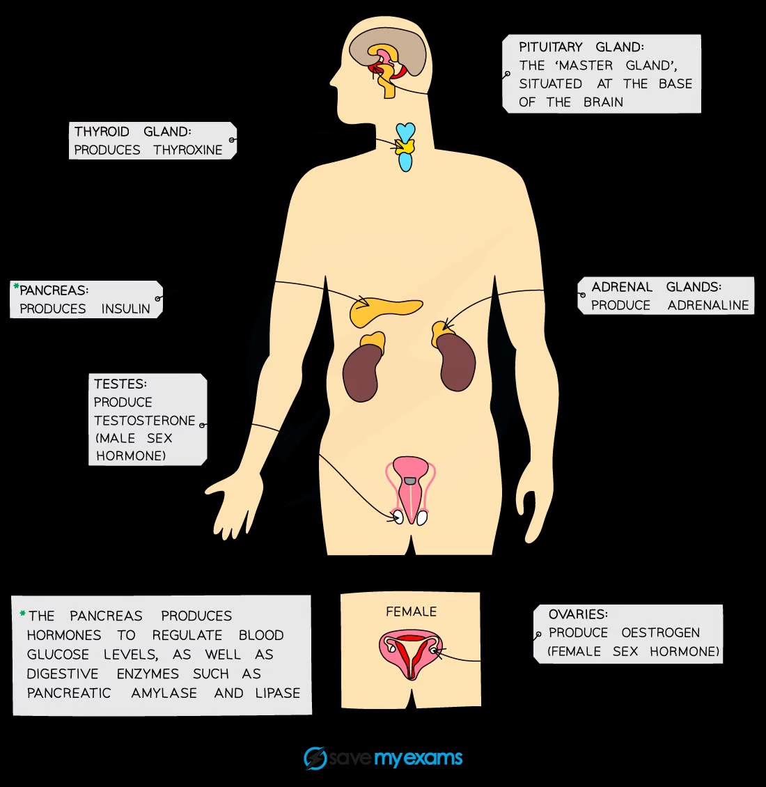 <p>Adrenal glands: adrenaline; pancreas: insulin; testes: testosterone; ovaries: oestrogen</p>