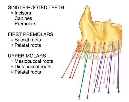 <p>maxillary 3rd molars 18,28 that are straight up and down. </p>