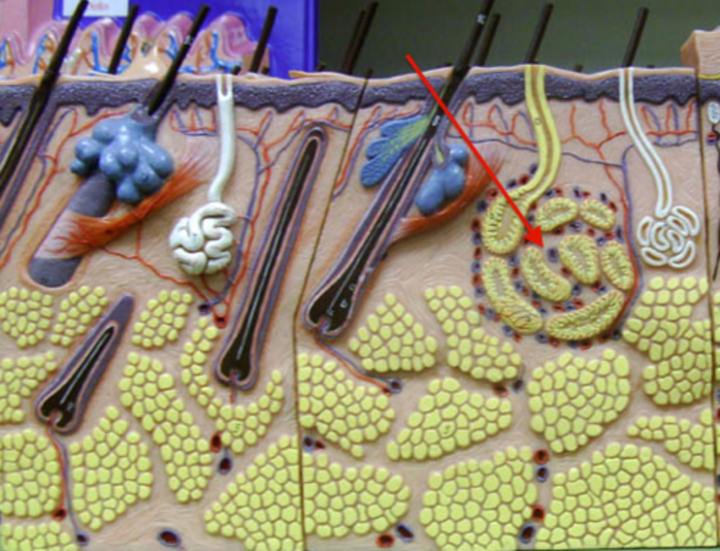 <p>large sweat gland found in the armpits and groin that become active at puberty. Secretes 'stinky' sweat</p>