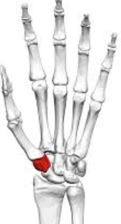 <p>4 Sided, cube-shaped carpal</p>