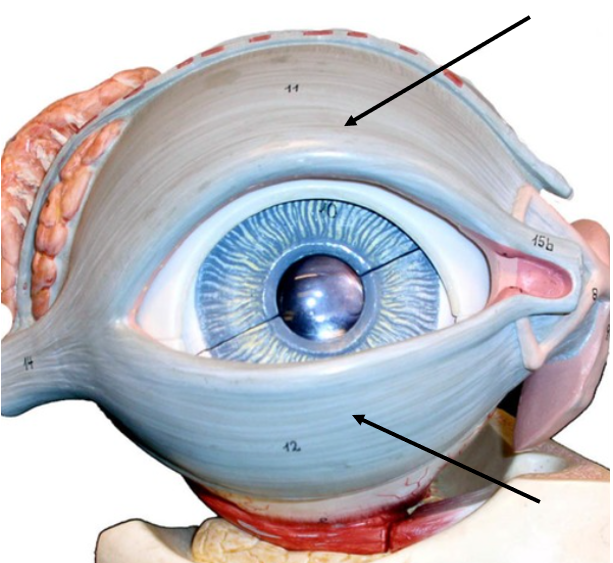 <p>Eyelids - palpebral fissure, eyelashes</p>