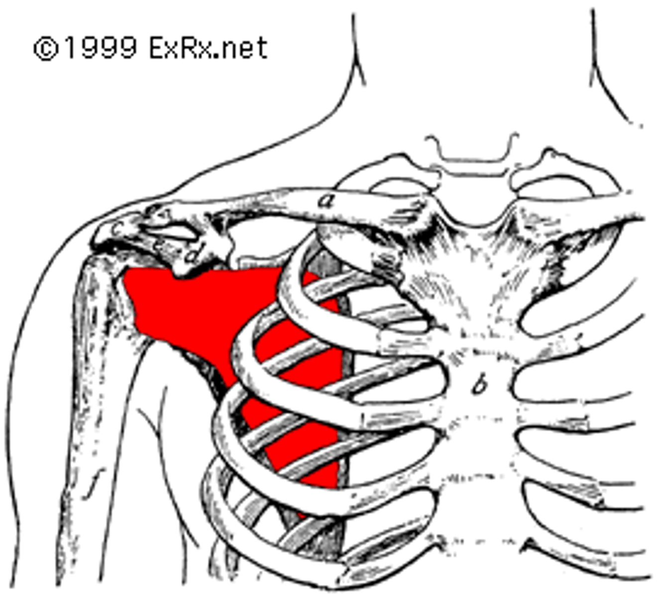 <p>Name This Muscle</p>
