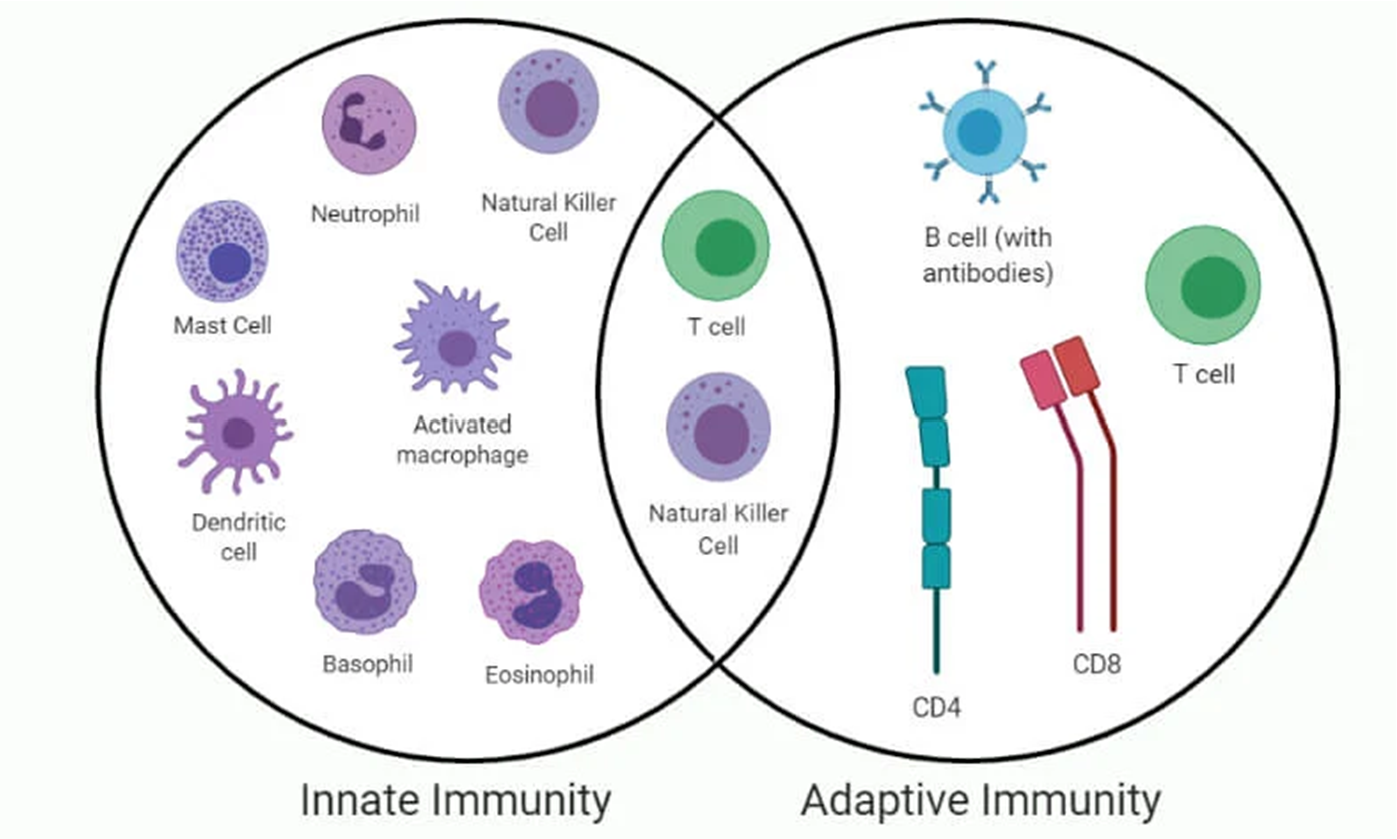<ul><li><p>The innate immune response functions as the second line of defence against infection = non-specific</p></li><li><p>The adaptive immune response is slower to develop, but manifests as increased antigenic specificity and memory. This is the third line of defence = specific</p></li></ul><p></p>