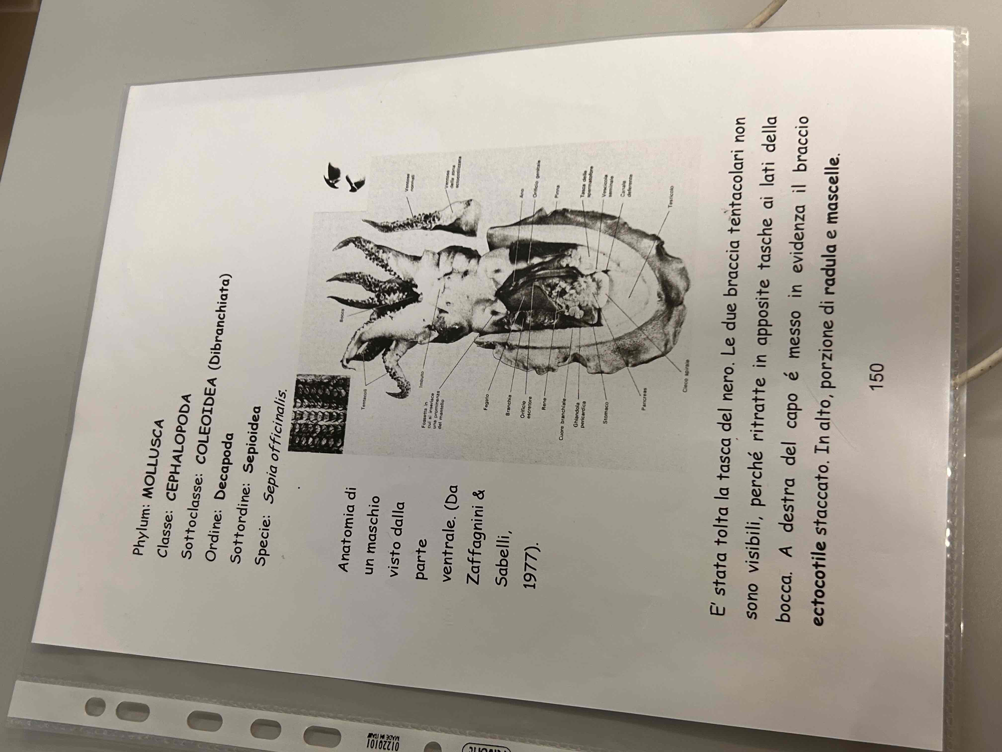<p>Cefalopodi</p><p>Decapodi</p><p>Sepia officinalis</p>