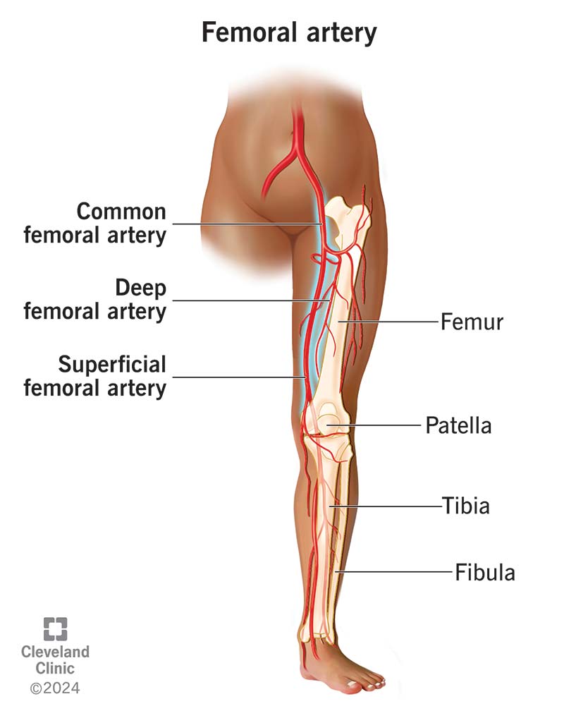 <ul><li><p>travels in the anterior thigh deep to the sartorius </p></li><li><p>goes through the adductor hiatus in adductor magnus</p></li></ul><p></p>