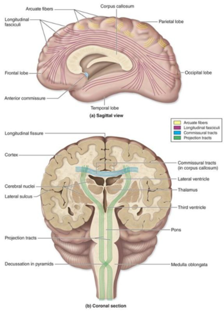 <p>undles of axons found in the central nervous system (CNS).</p><p>These axons have a similar function and a common origin and destination.</p>