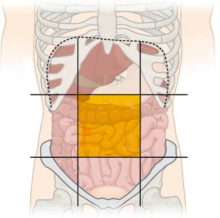 <p>umbilicus, parts of the small intestine</p>