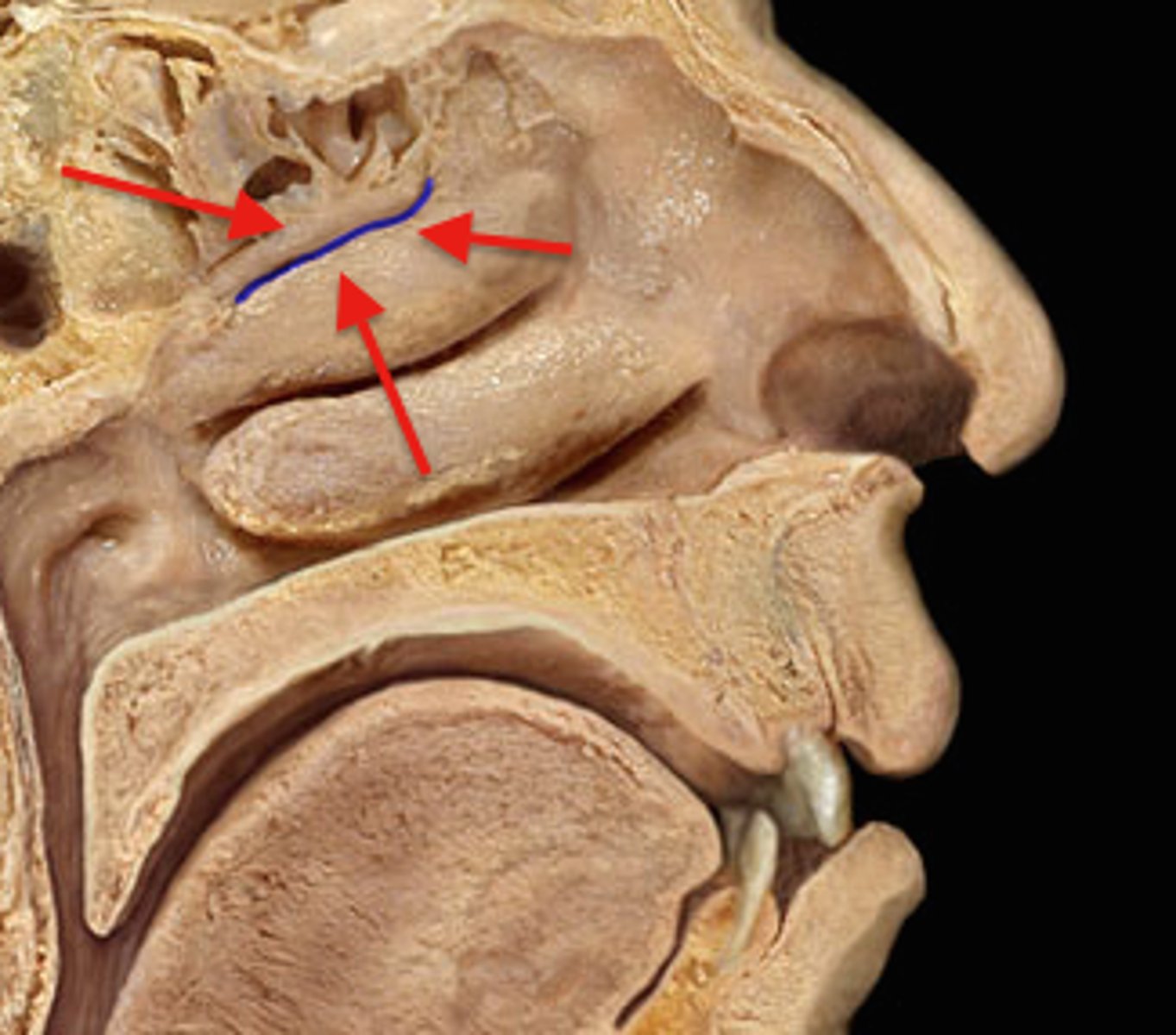 knowt flashcard image