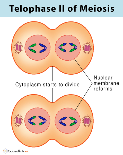 * a new nuclear envelope forms


* cytokinesis occurs, creating 4 haploid daughter cells