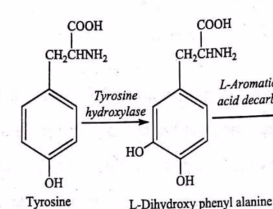 <p>Tips on identifying whether an enzyme if an oxidoreductase (kasi mahirap mag bilang ng oxidation state) like here in Catecholamine synthesis</p>