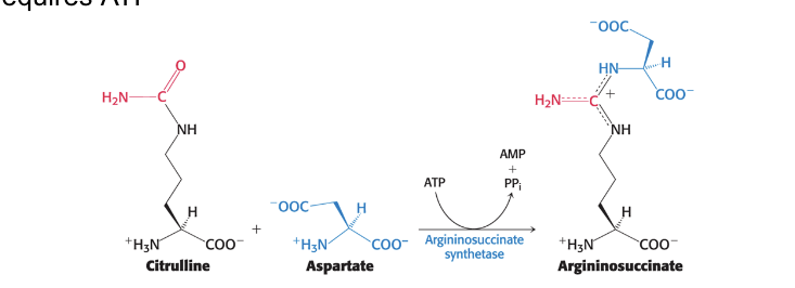 <p>condenses with aspartate</p><ul><li><p>aspartate is the donor of the <strong>second nitrogen of urea</strong></p></li><li><p>argininosuccinate synthetase = catalyzes the <strong>condensation</strong> of citrulline and aspartate → argininosuccinate</p><ul><li><p>occurs in <strong>cytoplasm</strong></p></li><li><p>requires <strong>ATP</strong> </p></li></ul></li></ul><p></p>