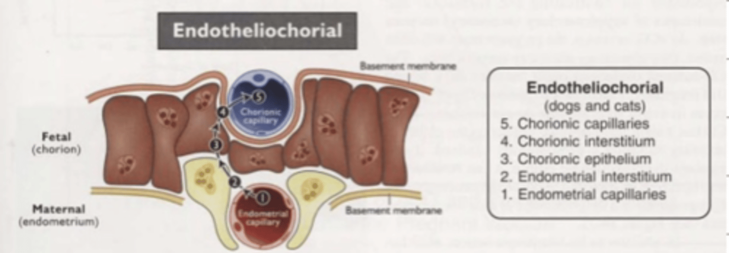 <p>zonary, endotheliochorial</p>