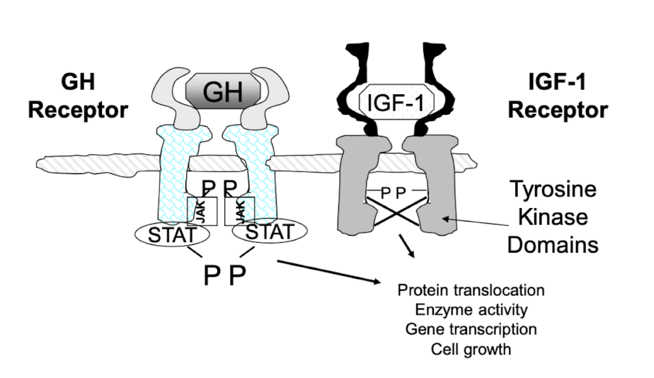 <p>what are GH and IGF-1 receptors similar in</p>