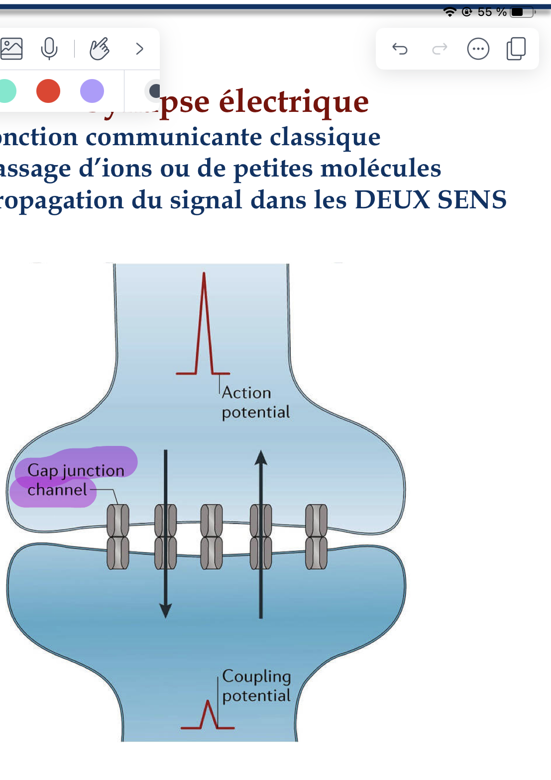 <p>-jonction communicante classique</p><p>-passage d’ions ou de petites molécules</p><p>-propagation du signal dans les DEUX SENS </p>