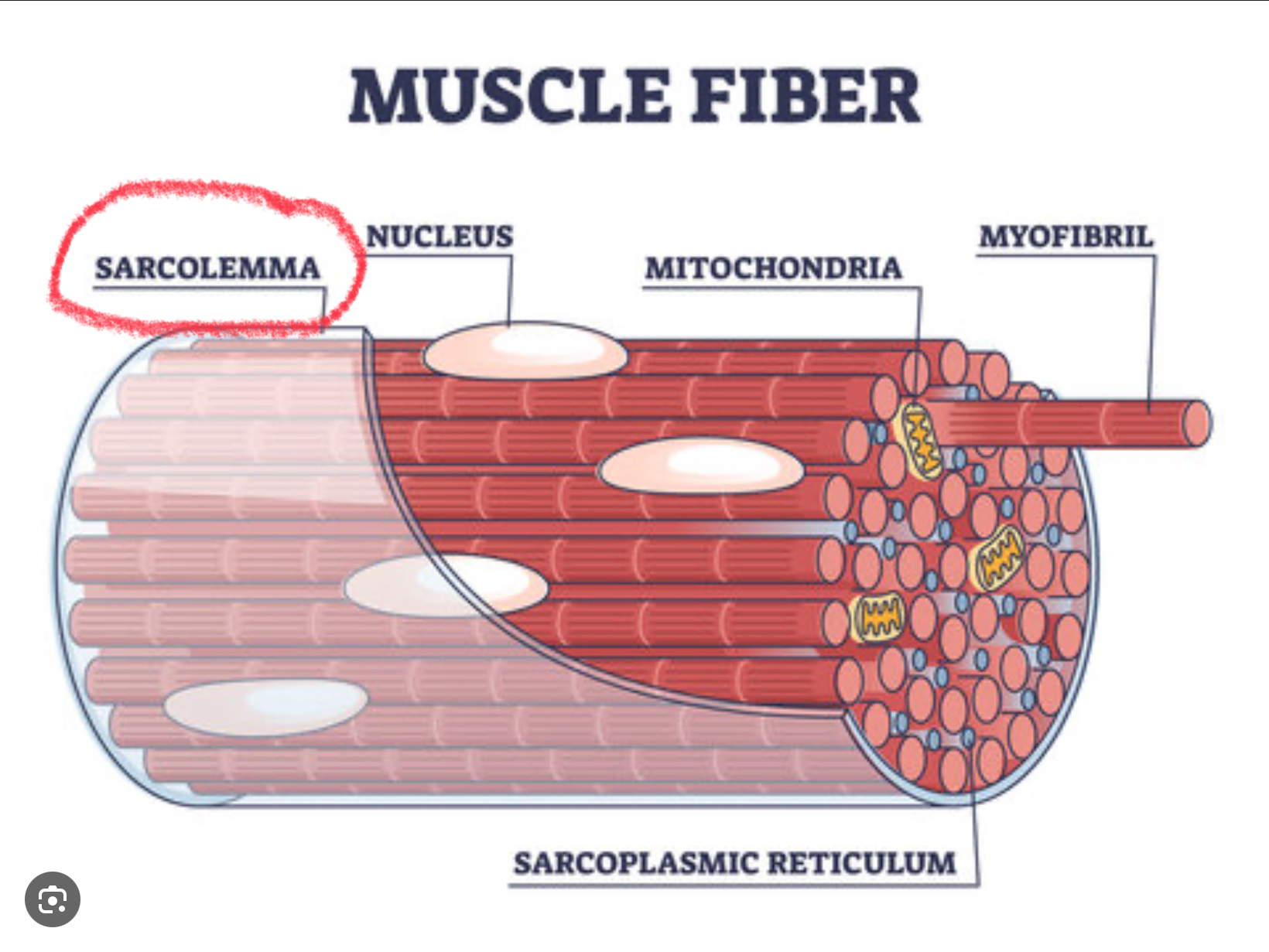 <p>Cell membrane of a muscle fiber</p>