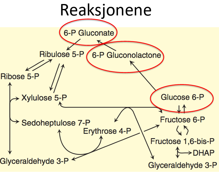 <p>Det er to irreversible reaksjoner mellom de tre markerte intermediatene</p><ul><li><p>Den første reaksjonen bruker et hastighetsbegrensende enzym:&nbsp;<br>Glukose 6 fosfat dehydrogenase (g6p→6-fosfogluconat, NADP+ blir redusert til NADPH)<br>- hemmes av NADPH</p></li><li><p>Den andre reaksjonen danner også NADPH</p></li></ul><p></p><p></p><p>Resten av reaksjonene er reversible reaksjoner, danner:</p><ul><li><p><strong>ribose-5-fosfat</strong> til nukleinsyresyntese</p></li><li><p>glykolyse intermediater</p></li><li><p>byggesteriner og signalmolekyler</p></li></ul><p></p><p></p><p></p>