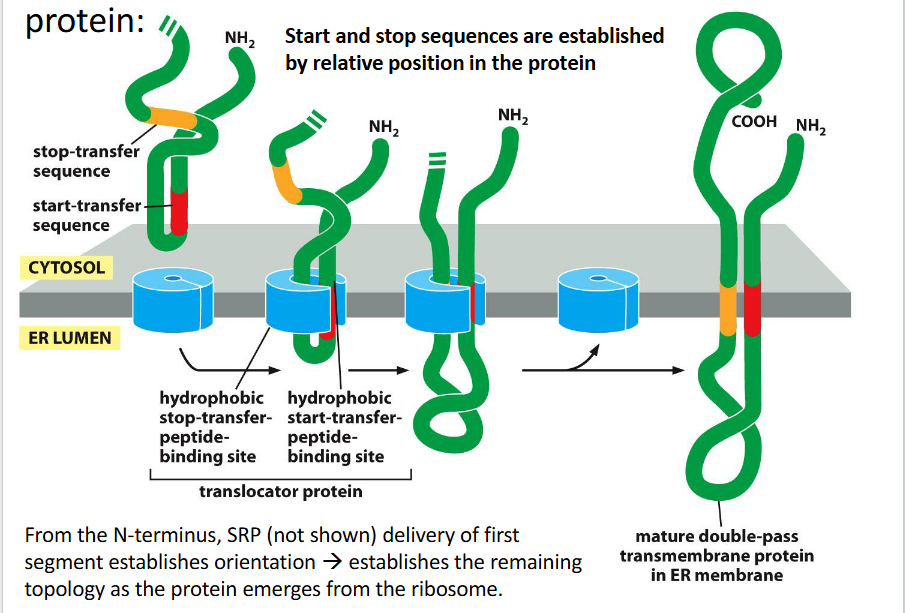 <p><strong>1. SRP Recognition and Docking (Not Shown)</strong></p><ul><li><p>The <strong>first hydrophobic segment</strong> (usually a start-transfer sequence) is recognized by the <strong>Signal Recognition Particle (SRP)</strong>.</p></li><li><p>SRP escorts the ribosome–nascent chain complex to the <strong>ER membrane</strong>, docking at the <strong>Sec61 translocon</strong>.</p></li><li><p>This <strong>first segment sets the orientation</strong> of the protein and determines how subsequent segments will be threaded.</p></li></ul><p><strong>2. Sequential Insertion via Start/Stop Transfer Sequences</strong></p><p>Each transmembrane domain is inserted using alternating <strong>start-transfer</strong> and <strong>stop-transfer</strong> signals:</p><p><span>🔹</span> First Segment (Start-Transfer)</p><ul><li><p>Acts like an <strong>internal signal-anchor</strong>.</p></li><li><p>Initiates translocation of the <strong>downstream portion</strong> of the protein into the <strong>ER lumen</strong>.</p></li><li><p>The <strong>upstream portion</strong> remains in the <strong>cytosol</strong>.</p></li></ul><p><span>🔹</span> Second Segment (Stop-Transfer)</p><ul><li><p>Halts translocation through the translocon.</p></li><li><p>This segment is <strong>laterally released</strong> into the membrane.</p></li><li><p>The downstream portion stays in the <strong>cytosol</strong>.</p></li></ul><p><strong>3. Repeat for Additional Passes</strong></p><ul><li><p>Each <strong>start-transfer</strong> sequence resumes translocation into the ER lumen.</p></li><li><p>Each <strong>stop-transfer</strong> sequence halts it and embeds the next transmembrane domain.</p></li><li><p>This alternating pattern creates a <strong>zigzag threading</strong> of the protein through the membrane.</p></li></ul><p><span>🧩</span> Final Result</p><ul><li><p>The mature protein has <strong>multiple transmembrane domains</strong> embedded in the ER membrane.</p></li><li><p>The <strong>topology</strong> (which ends are cytosolic vs. luminal) is determined by:</p><ul><li><p>The <strong>order</strong> of start/stop sequences</p></li><li><p>The <strong>charge distribution</strong> near each transmembrane segment</p></li><li><p>The <strong>initial orientation</strong> set by the first segment</p></li></ul></li></ul><p>occurs co-translationally</p>