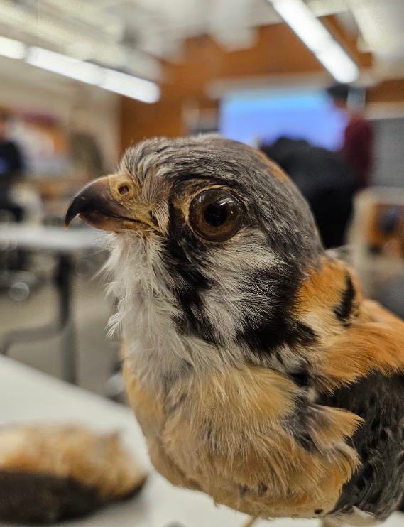 <p>the upper mandibular tomium (sharp cutting edge) had a tooth or teeth </p>