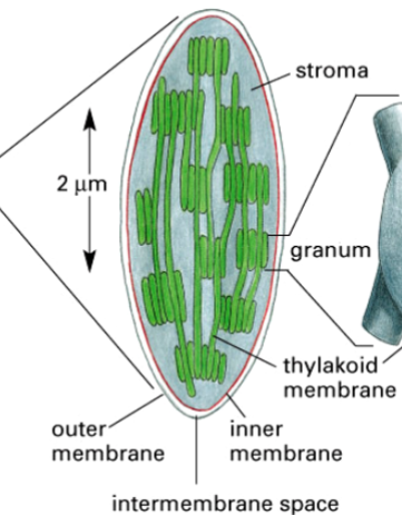 <p>one component of a chloroplast</p><p>the space inside the chloroplast</p>