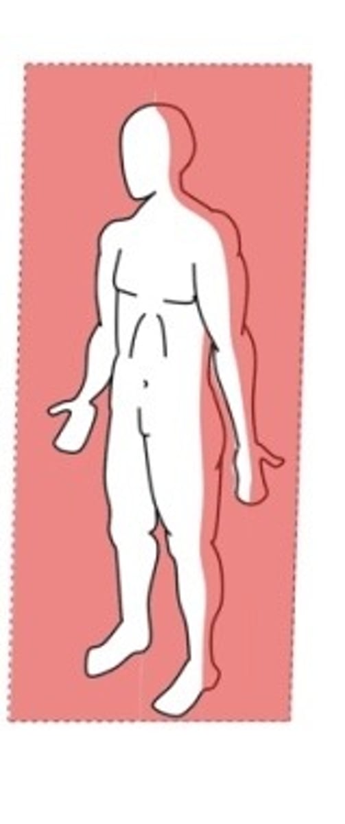<p>Coronal (Frontal) plane vertical</p>