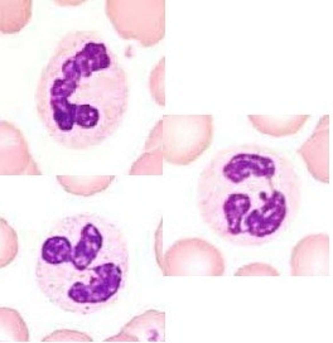 <p>granulocyte that doesn't react strongly with hematoxylin or eosin dyes</p><p>- stains light violet pink</p><p>- most numerous WBC</p><p>- multi lobed nuclei</p><p>- aka polymorphonucleocytes because their nuclei can vary in shape</p>