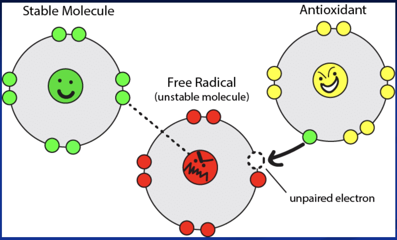 <p><strong>-Free Radical</strong>: unstable molecule missing an electron and looking to steal one (so the stable molecule becomes a free radical; chain reaction)</p><p>*problem: what if stable molecule becoming a free radical is in the middle of transcribing a gene? what if it alters a protein?</p><p><strong><mark data-color="blue" style="background-color: blue; color: inherit;">-Antioxidant:</mark></strong><mark data-color="blue" style="background-color: blue; color: inherit;"> has an electron to donate to free radicals to stop their process</mark></p><p>*but still want certain amounts of free radicals, just not all the time (thus diet rich in antioxidants helpful); ex: when exercise, free radicals allow adaptations and better decision making</p>
