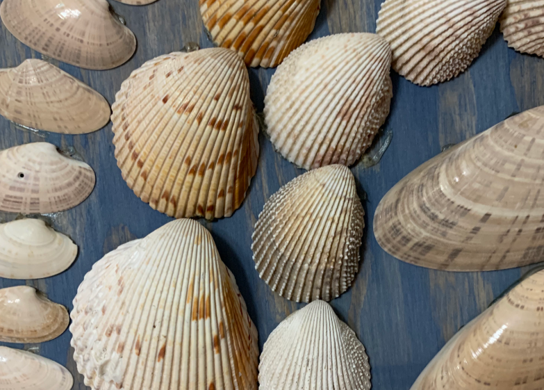 <p>What is the <strong>class</strong> for these specimens?</p>