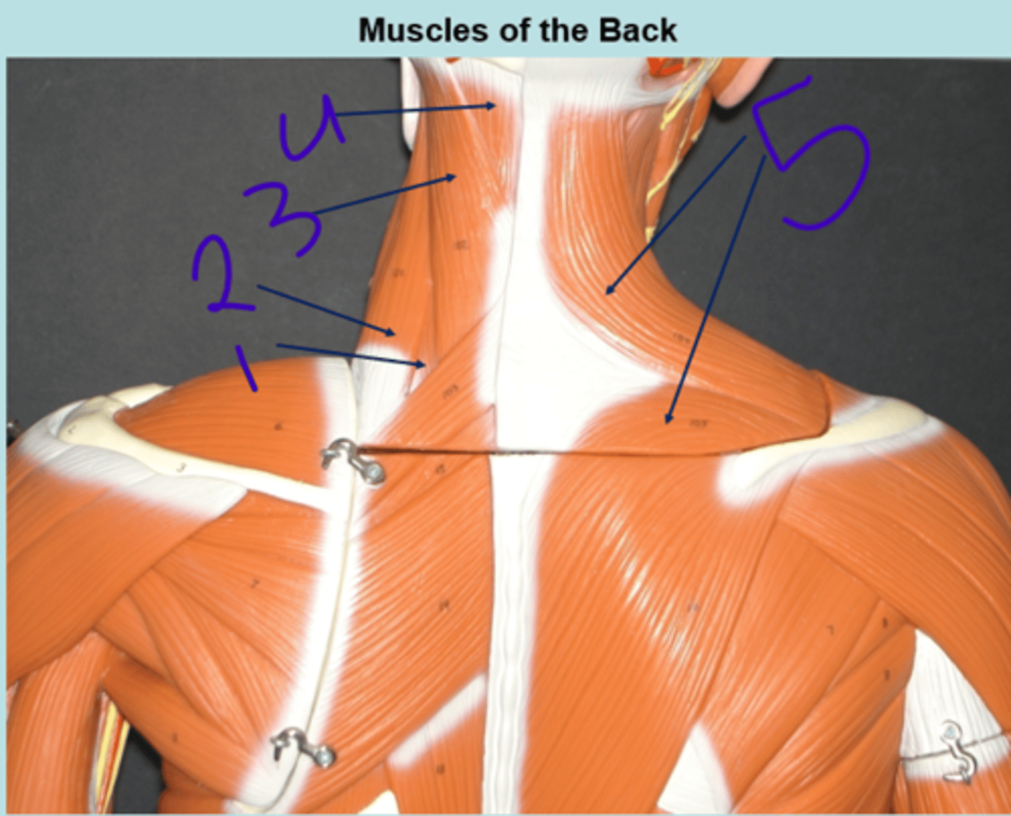 <p>muscles of the back 2 - #3</p>