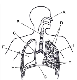 <p>Identify the structures of the respiratory system labelled in the diagram below</p>