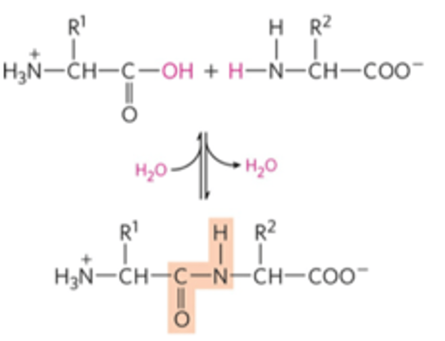 <p>dehydration reaction that links a carboxyl group and an amino group</p>