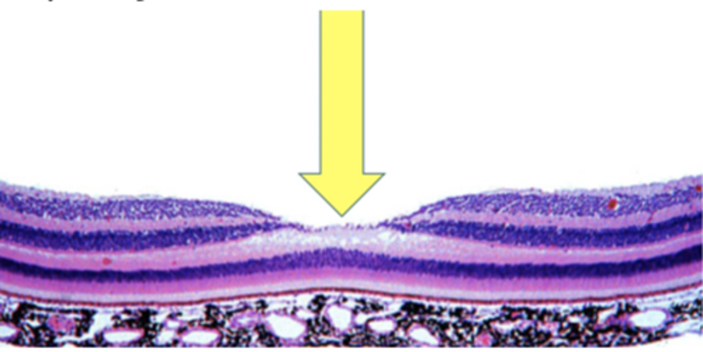 <p>Identify the specific structure</p>