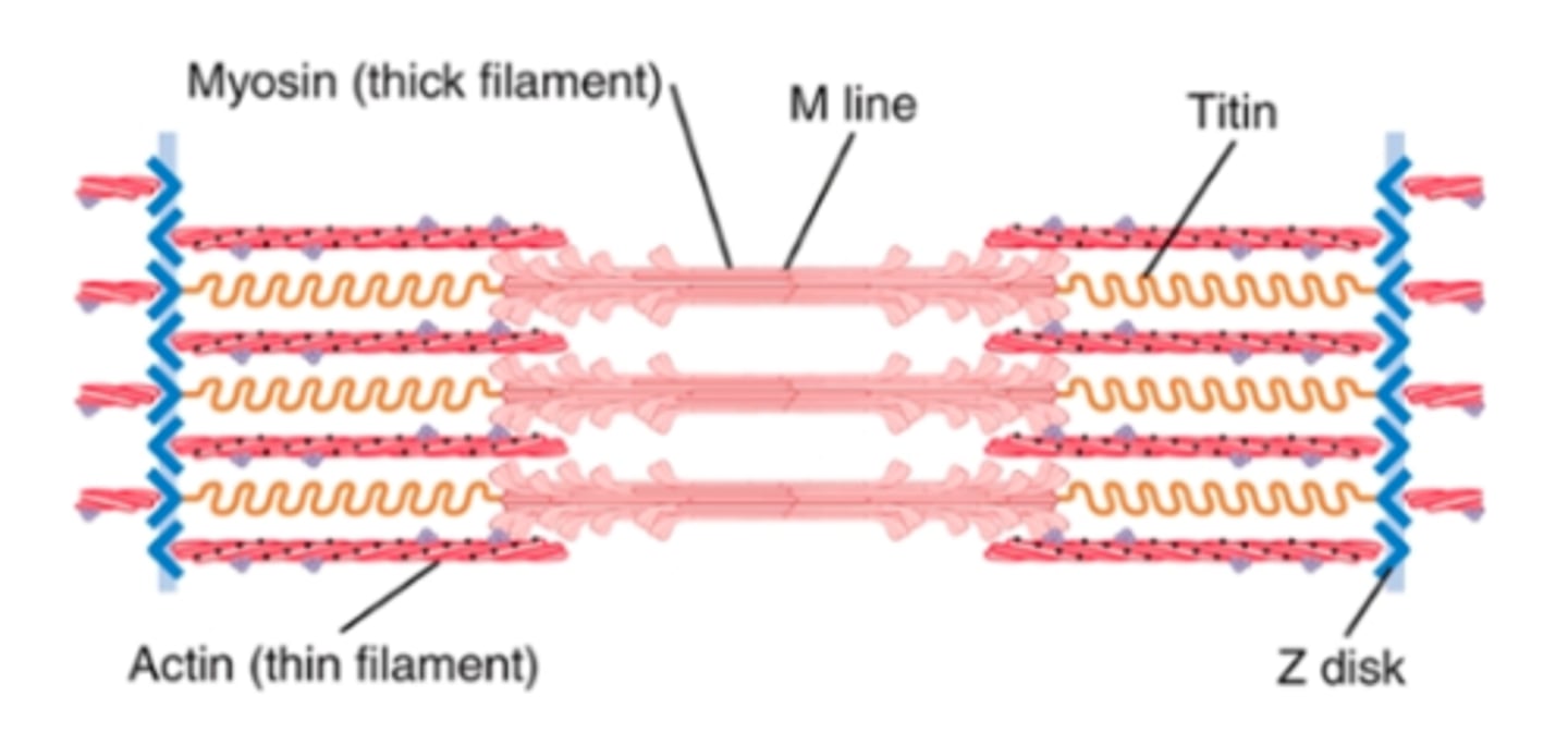 <p>filamentous molecules of protein that maintain side-by-side relationship between myosin and actin </p><p>one of the largest molecules in the body (MW = 3 mil) </p><p>because it is filamentous, it is very springy </p><p>acts as freamework that holds the myosin and actin in place so that the contractile machinery of the sarcomere will work </p><p>one end = elastic, attached to Z disk- acts as spring and changes length as sarcomere contracts + relaxes </p><p>other end = tethers it to myosin thick filament </p><p>may also act as a template for initial formation of contractile filaments of the sarcomere (esp myosin filaments) </p>