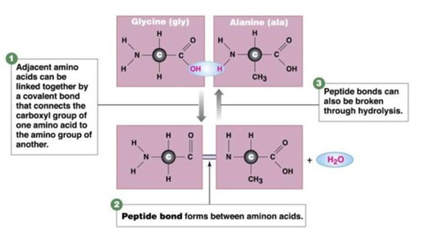 <p>A covalent bond that links two amino acids together by dehydration synthesis. (links 1 amino acids Carboxyl group (O=C-OH) to an Amino group (H-N-H) of another amino acid)</p>