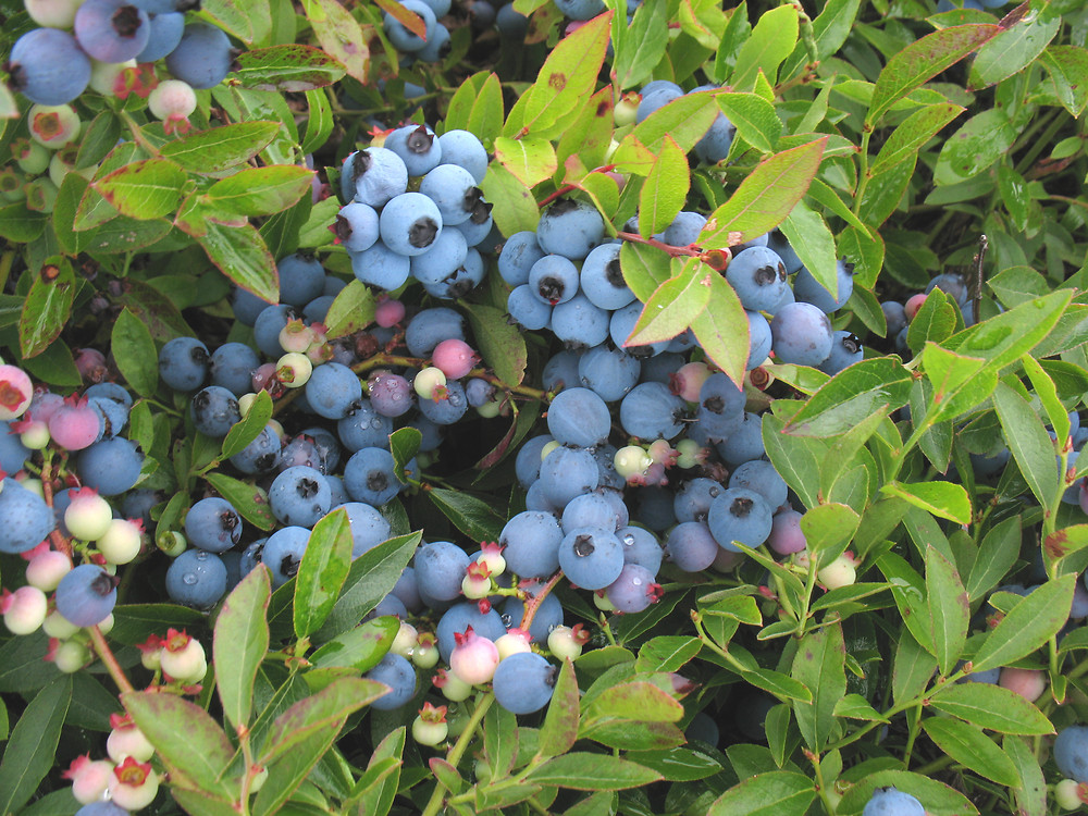 <p>eudicot; Ericaceae; lowbush blueberry</p>