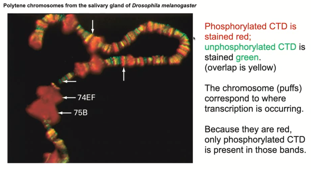 <ul><li><p>We took the salivary chromosomes and stained them with an antibody that recognizes RNA polymerase II CTD domain when its <span style="color: green;">nonphosphorylated</span> OR its <span style="color: red;">phosphorylated form</span>, you get a very different pattern</p></li><li><p>The <span style="color: red;">antibody that binds to only the phosphorylated form binds only to the puffed up regions, suggesting that the phosphorylated form of the CTD domain is associated with actively transcribed genes</span></p></li><li><p><span style="color: green;">The antibody that binds only to the unphosphorylated form binds to non-puffed regions / inactive regions</span></p></li></ul><p></p>