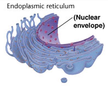 <p>(Organelle Worksheet) <strong><u>The Parts of a Cell:</u></strong> ENDOPLASMIC RETICULUM</p>