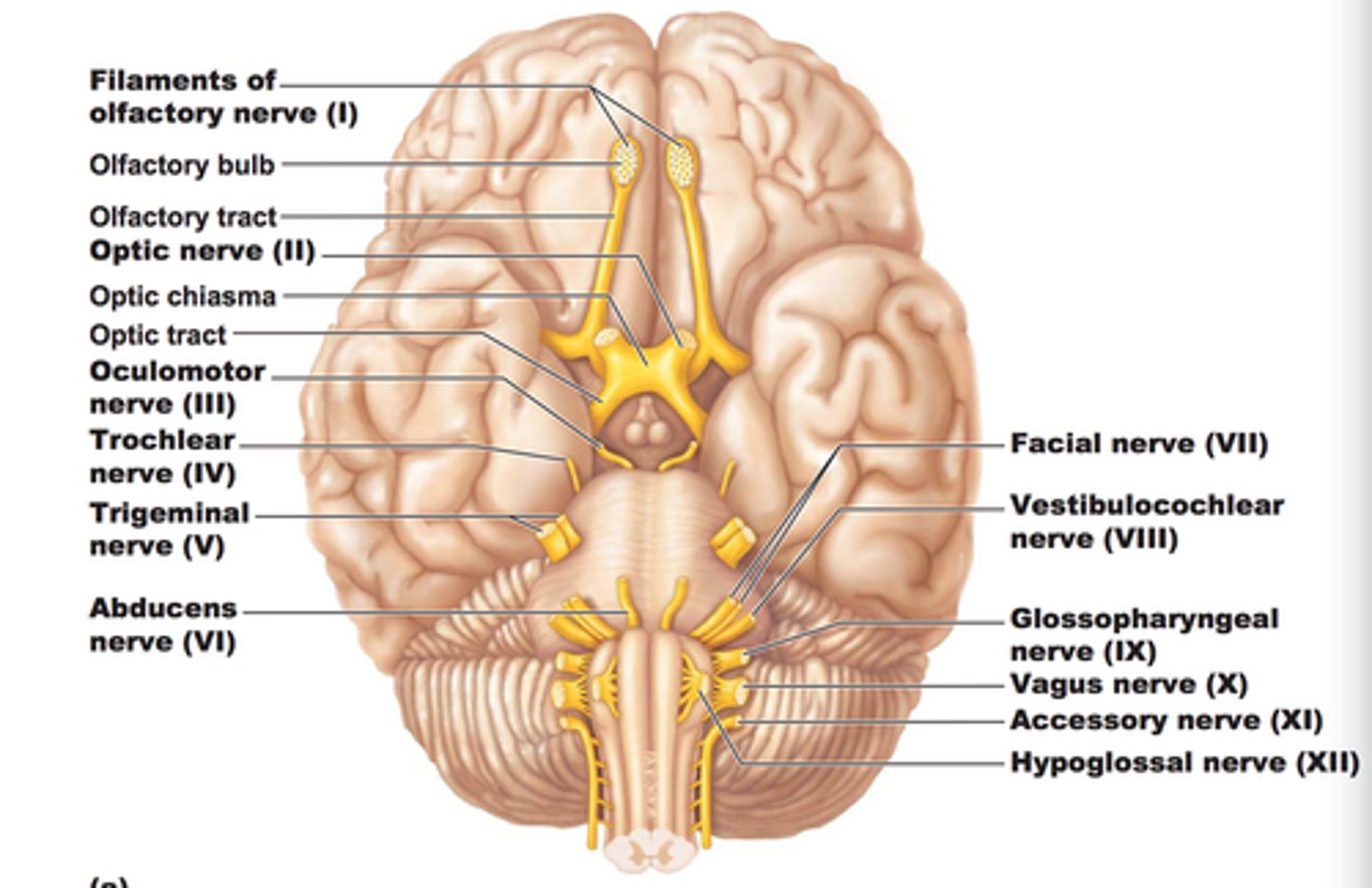 <p>Nerves that emerge directly from the brain and serve various functions</p>