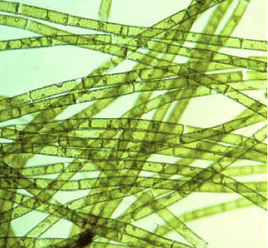 <ul><li><p>chlorophyta</p></li><li><p>non-motile</p></li><li><p>filamentous (thread-like); unbranched filaments</p></li><li><p>life cycle is zygotic meiosis </p></li></ul>