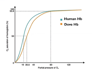 <p>Describe what’s happening at lower and higher partial pressure in this oxygen dissociation curve showcasing dove haemoglobin and why it’s an advantage.</p>