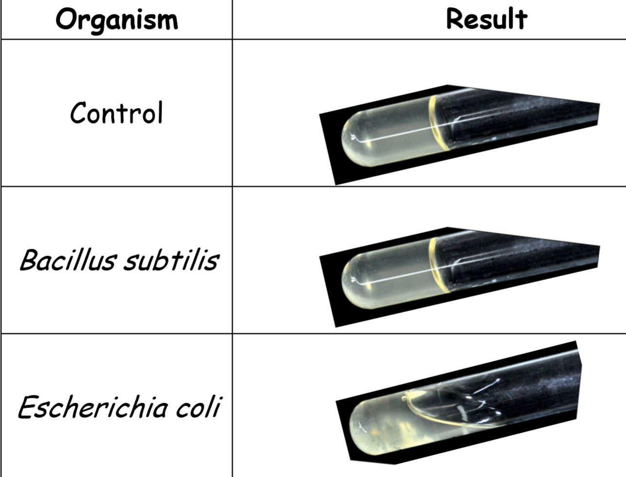 <p>control: gelatinase is absent -</p><p>Bacillus subtilis: gelatinase is absent -</p><p>Escherichia coli: gelatinase is present +</p>