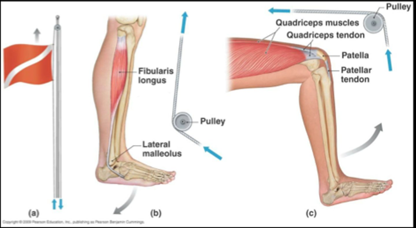 <p>boney structures that change the direction of applied forces</p>