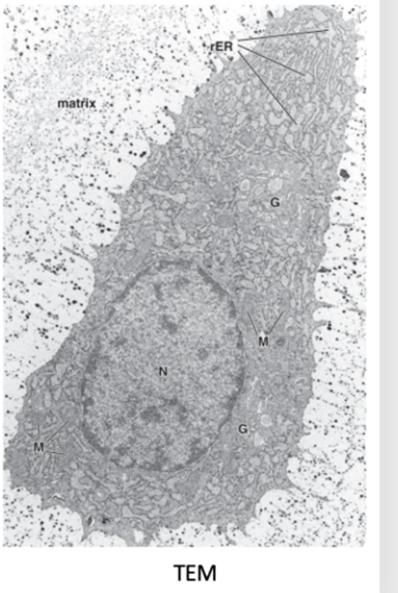 <p>What organelles and structures are visible in chondrocytes under TEM? (5)</p>