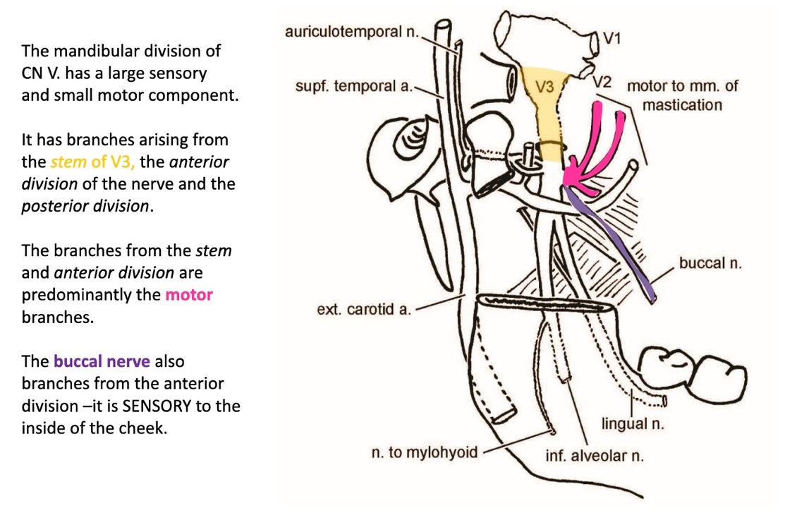 <p>*note that buccal nerve stays medial to get into cheek</p>