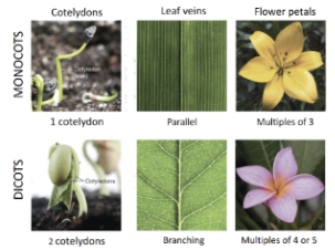 <p>monocots:</p><ul><li><p>1 cotyledon</p></li><li><p>parallel veins in leaf</p></li><li><p>flower petals in multiples of 3</p></li></ul><p>dicots:</p><ul><li><p>2 cotyledons</p></li><li><p>branching veins in leaves</p></li><li><p>flower petals in multiples of 4 or 5</p></li></ul><p></p>