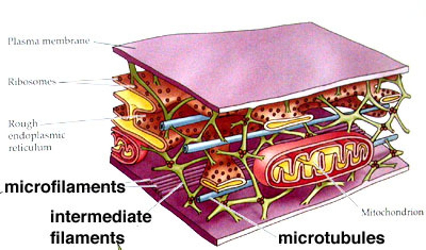 <p>Small, thin proteins that help support and give structure to a cell. A cells cytoskeleton.</p>
