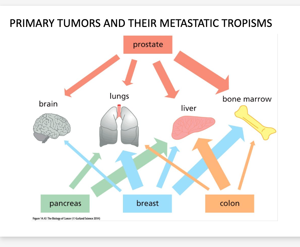 <p>Th idea or theory that cancer cells preferably spread to specific areas of the body to specific cancer types</p><p><span>The pre-metastatic niche (PMN), a concept devised by Kaplan and colleagues in 2005, corresponds to a tissue microenvironment that provides support and the necessary conditions for the survival and proliferation of tumor cells (</span>9<span>). In contrast to the previous idea that distant organs were passively receptive to metastatic cells, numerous studies have suggested the existence of a tumor secretome, which produces factors, including hormones, chemokines, growth factors, and extracellular vesicles (EVs) that are secreted into the circulation, leading to the preconditioning of the future metastatic site (</span>10<span>–</span>12<span>).</span></p><p></p><p><span>Tumor cells produce antigens, known as tumor-associated antigens, which ideally should be recognized by the immune system. Like all other nucleated cells, tumor cells, present their antigens to Cluster of Differentiation 8 positive (CD8</span><sup>+</sup><span>) T lymphocytes via Major Histocompatibility Complex class I (MHC-I) molecules. Professional antigen presenting cells (APCs), like dendritic cells (DCs), capture tumor-associated antigens. DCs become activated, migrate to secondary lymphoid organs and present tumor-associated antigens on MHC-I and MHC-II molecules to CD8</span><sup>+</sup><span> and CD4</span><sup>+</sup><span> T cells, respectively. If T cells are sufficiently activated by DCs, they migrate to the tumor tissue and initiate cancer cell death upon recognizing their target antigen (</span>22<span>).</span></p><p></p><p><span>Various preclinical and clinical findings substantiate the theory that the immune system regulates certain tumors. For instance, mice deficient in B and T cells exhibit a higher occurrence and accelerated growth of induced tumors (</span>24<span>, </span>25<span>). Correlational studies have demonstrated a link between T cell tumor infiltration and patient survival across various cancer types, such as breast, ovarian, and colorectal cancers (</span>26<span>–</span>28<span>). Clinical and experimental observations suggest that the adaptive immune system inhibits metastasis formation. For example, the depletion of CD8</span><sup>+</sup><span> T cells resulted in increased lung and reproductive tract metastases in a melanoma mouse model (</span>29<span>). Effective immune surveillance has the potential to eliminate tumor cells. However, immune responses against cancer are often compromised in individuals with cancer. Commonly, tumor cells downregulate MHC-I molecules to evade antigen presentation. Also, tumor cells upregulate the expression of immune checkpoints such as programmed death-ligand 1 (PD-L1), that usually block immune responses against self-antigens. Furthermore, tumor-derived factors are known to interfere with the maturation of DCs, inducing immature phenotypes that are less prone to activate T cell anti-tumor responses</span></p>
