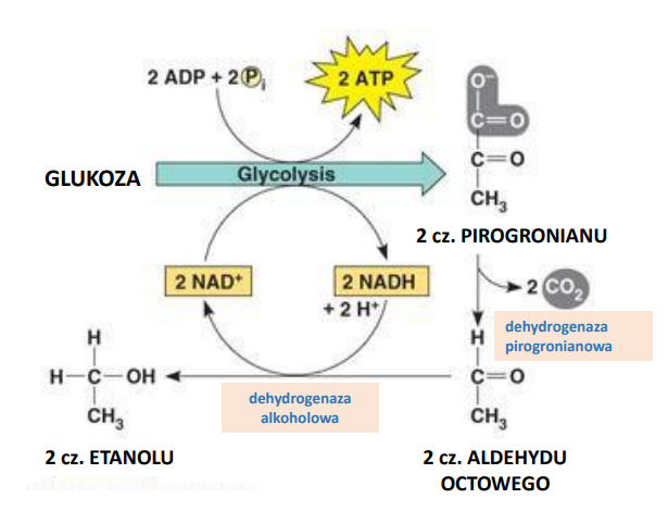 <p>pirogronian jest przekształcany w aldehyd octowy przez <em>dehydrogenazę pirogronianową, </em>a następnie w etanol przy udziale <em>dehydrogenazy alkoholowej </em></p><p>jednocześnie zachodzi utlenianie cząsteczki NADH, dzięki regenerowany jest NAD+ i glikoliza może wciąż zachodzić </p>