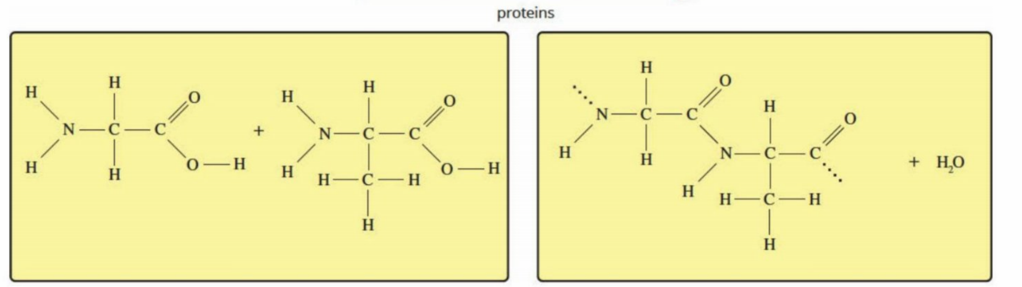 <p>Hydrolysis: The amide bond breaks and the amino acids are separated into their own parts</p><p>They undergo condensation later to form new proteins once they are transported to cells</p>